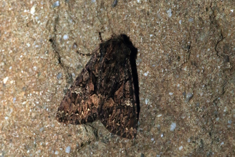 Mniotype adusta &copy; Marc Corail