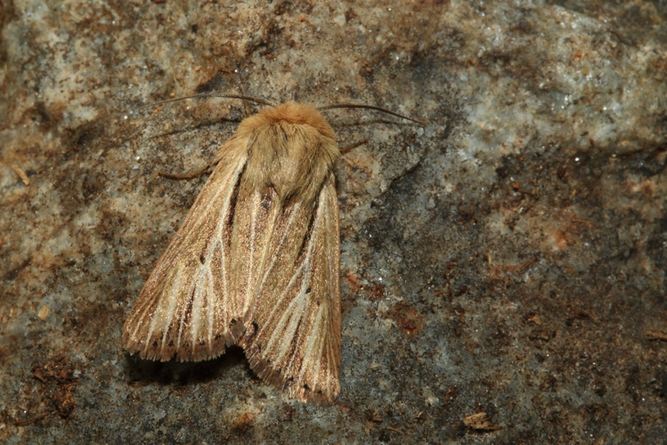 Mythimna anderreggii &copy; Marc Corail