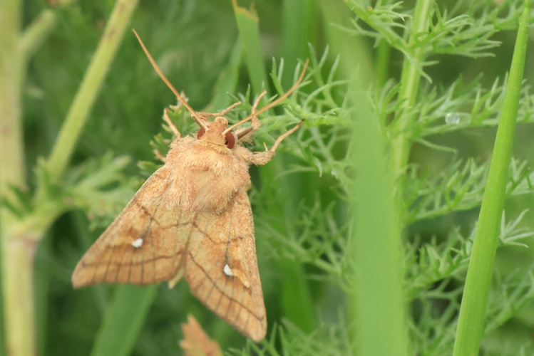 Mythimna conigera &copy; Marc Corail
