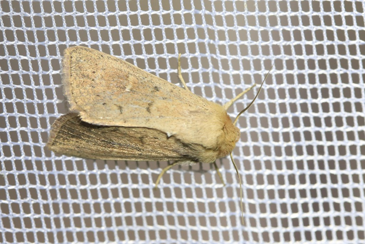 Mythimna ferrago &copy; Marc Corail