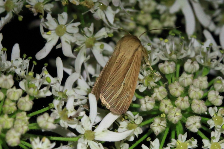 Mythimna impura &copy; Marc Corail