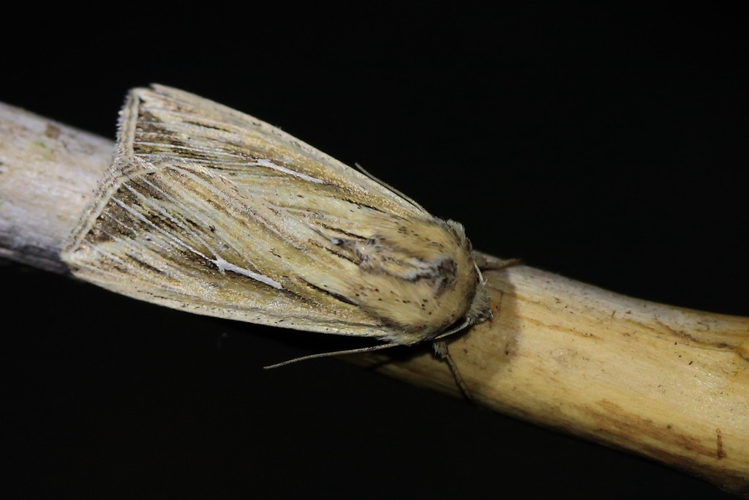 Mythimna l-album &copy; Marc Corail