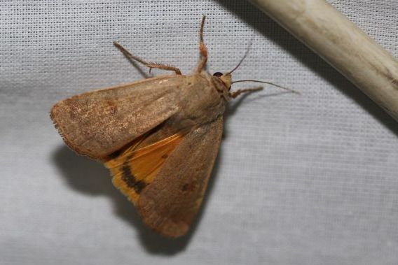 Noctua comes &copy; Marc Corail