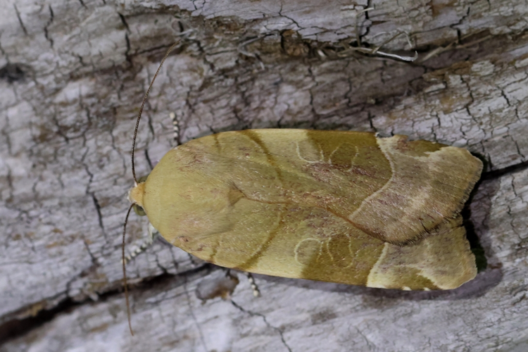 Noctua fimbriata &copy; Marc Corail
