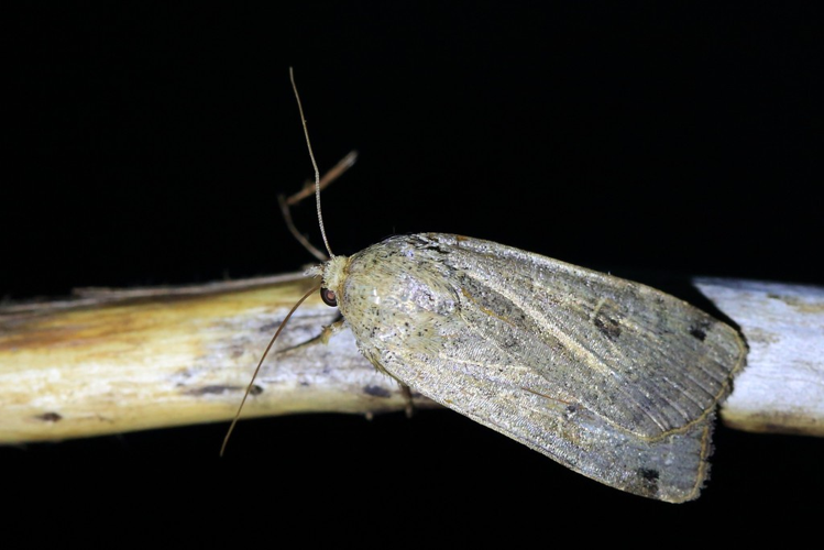 Noctua orbona &copy; Marc Corail