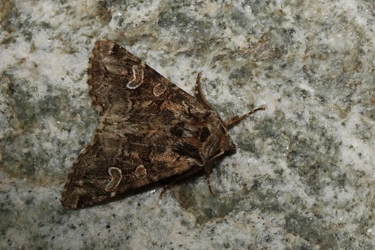 Pachetra sagittigera &copy; Marc Corail