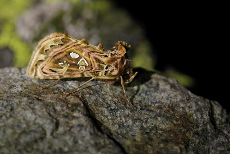  Panchrysia v-argenteum &copy; Marc Corail