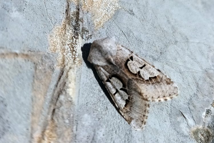 Perigrapha i-cinctum &copy; Marc Corail