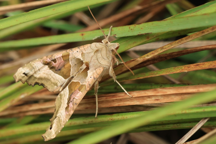 Phlogophora meticulosa &copy; Marc Corail