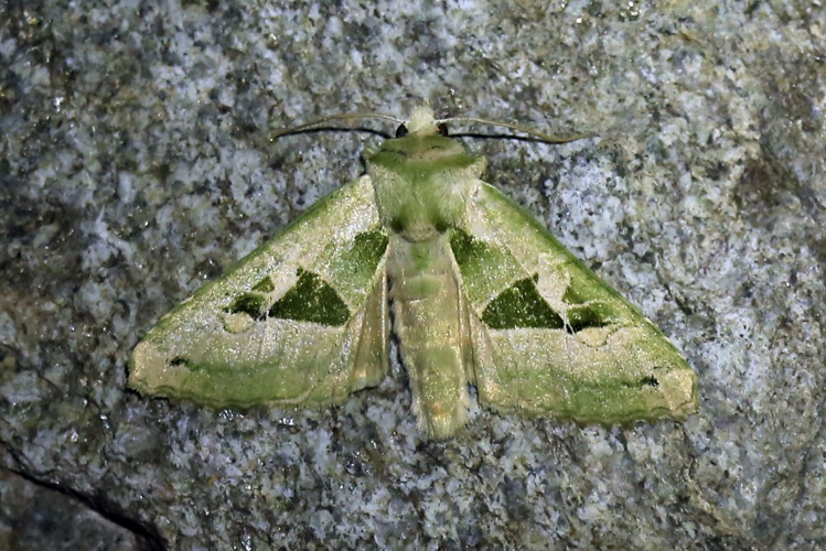 Phlogophora scita &copy; Marc Corail