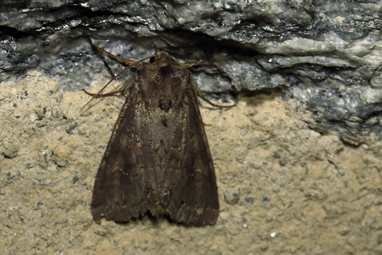 Polia bombycina &copy; Marc Corail