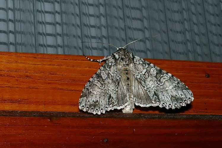 Polia nebulosa &copy; Marc Corail