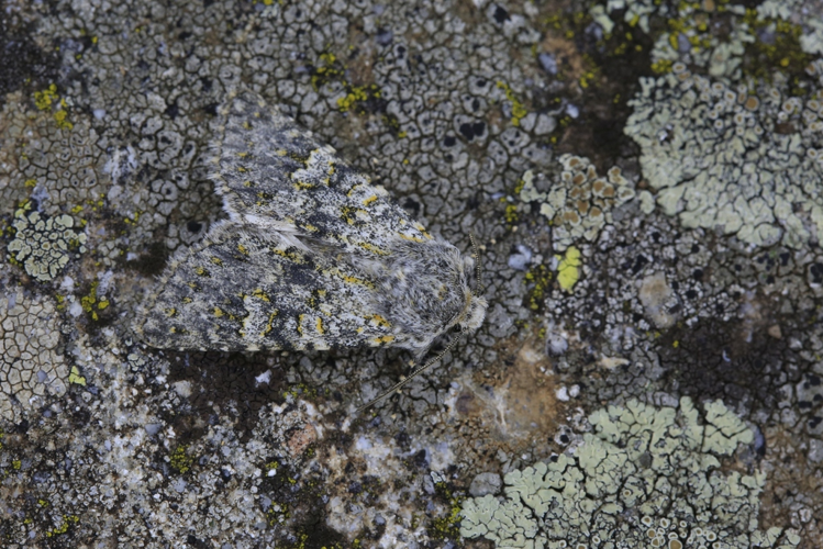 Polymixis xanthomista &copy; Marc Corail