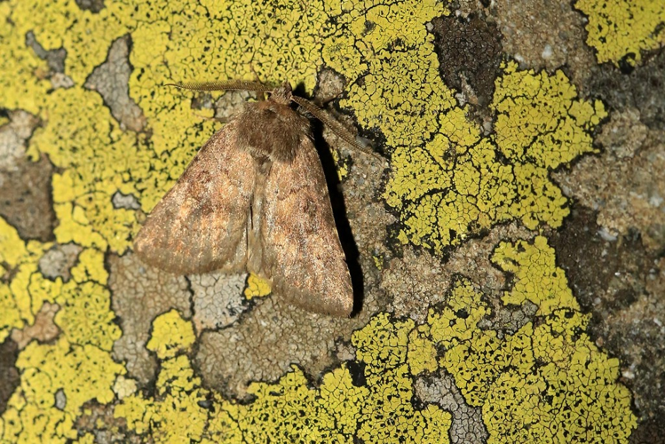 Rusina ferruginea &copy; Marc Corail