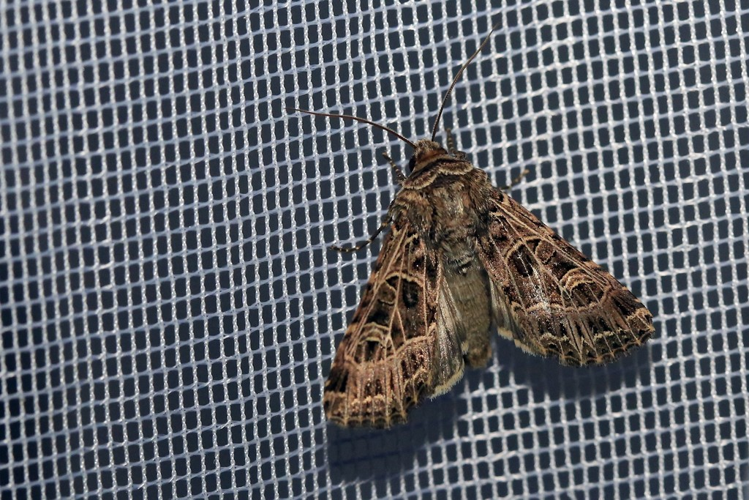 Sideridis reticulata &copy; Marc Corail