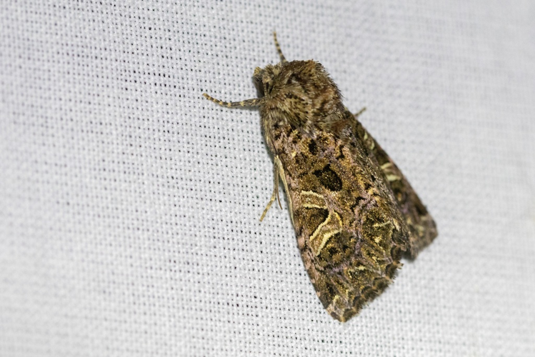 Sideridis rivularis &copy; Marc Corail