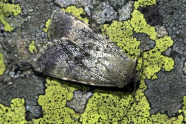 Standfussiana lucernea &copy; Marc Corail