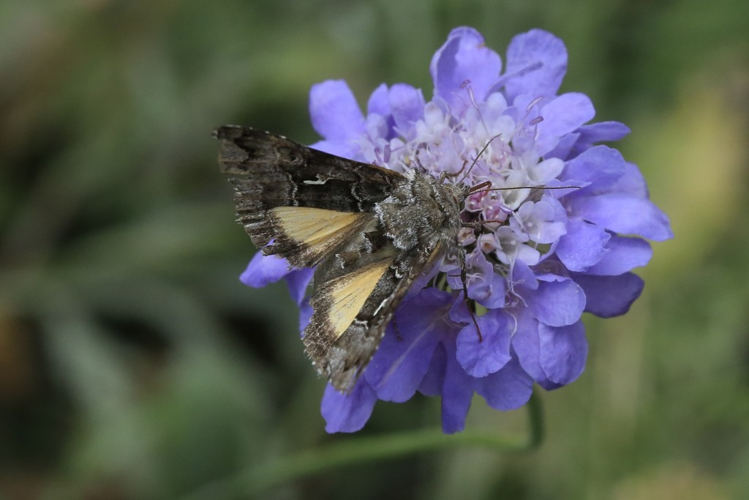 Syngrapha ain &copy; Marc Corail