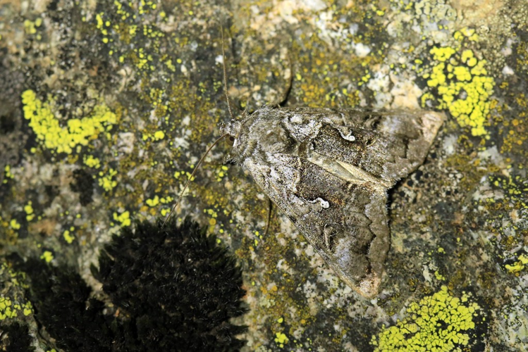 Syngrapha interrogationis &copy; Marc Corail