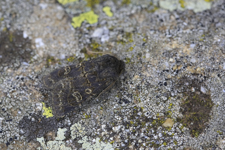 Tholera cespitis &copy; Marc Corail