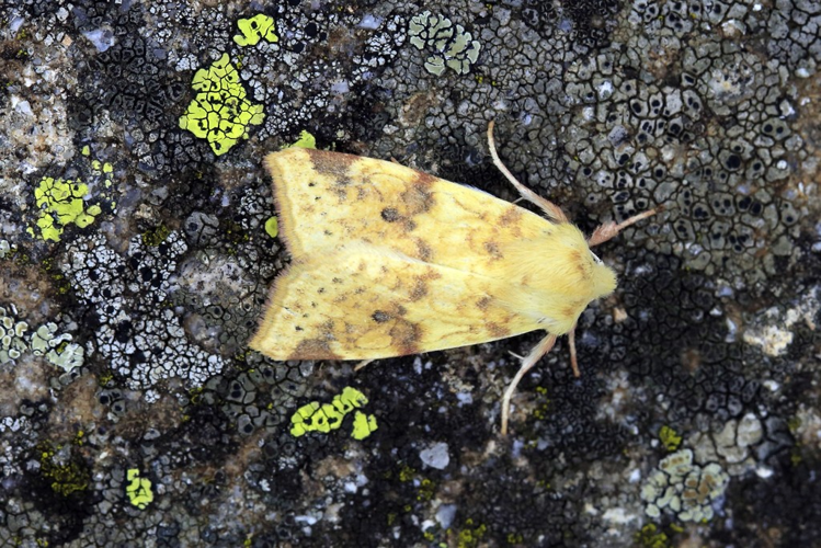 Cirrhia icteritia &copy; Marc Corail