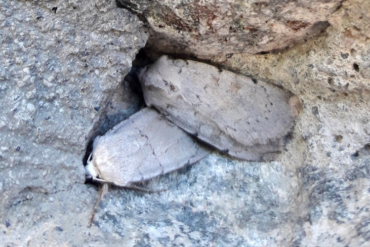 Xestia ashworthii &copy; Marc Corail