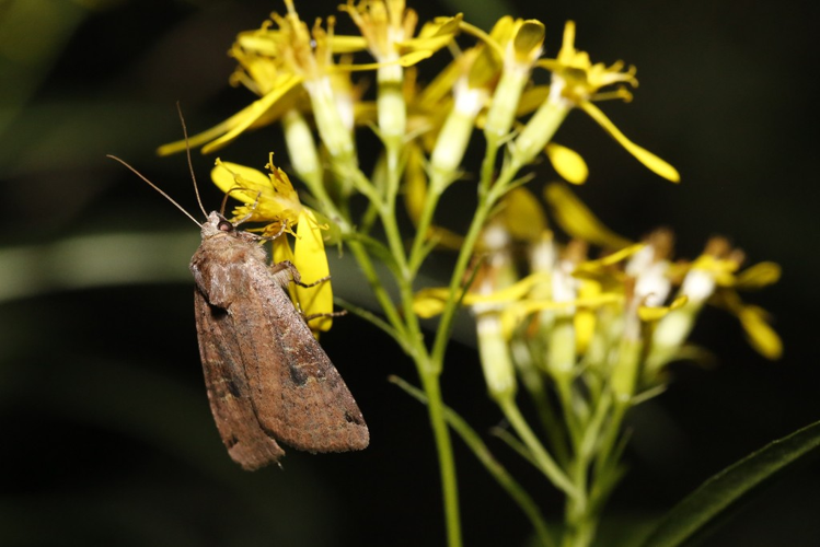 Xestia baja &copy; Marc Corail