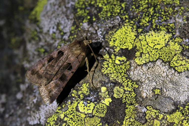 Xestia triangulum &copy; Marc Corail