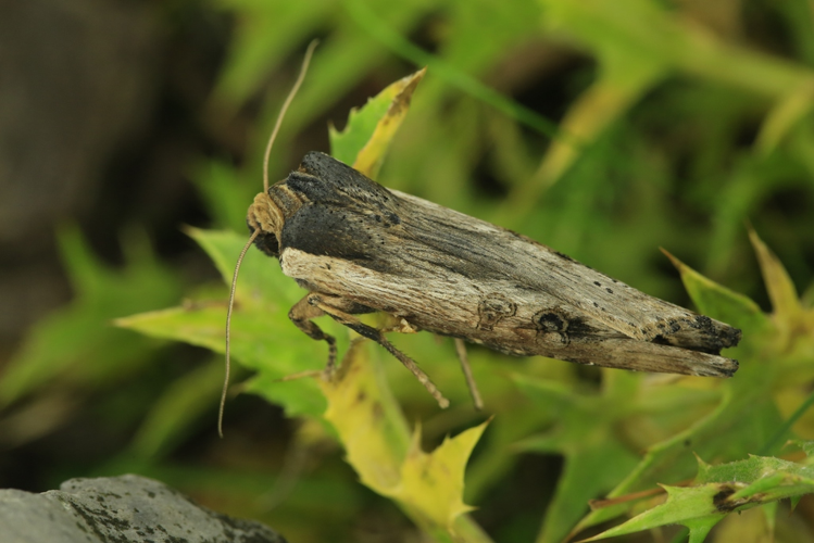 Xylena exsoleta &copy; Marc Corail