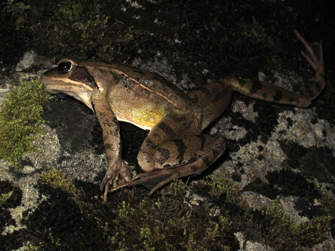 Rana dalmatina &copy; Marc Corail