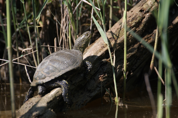 Emys orbicularis &copy; Marc Corail
