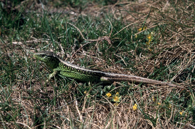 Lacerta agilis &copy; Marc Corail