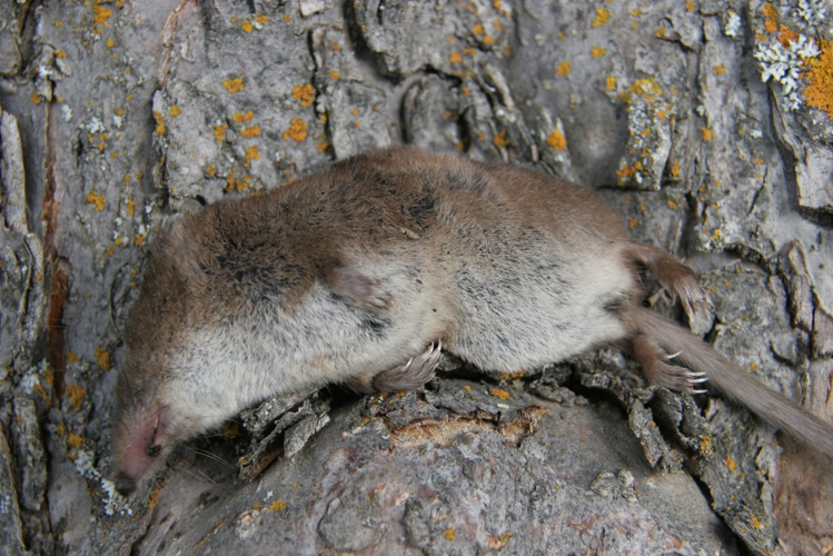 Sorex &copy; Marc Corail