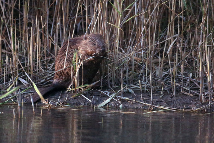 Castor fiber &copy; Marc Corail