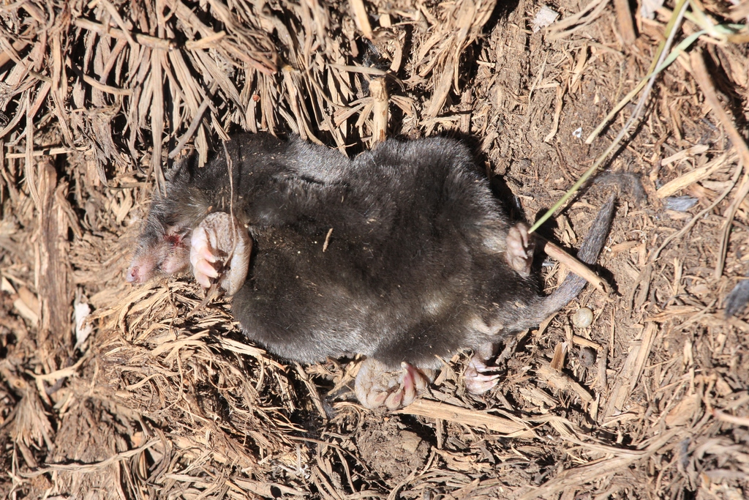Talpa europaea &copy; Marc Corail