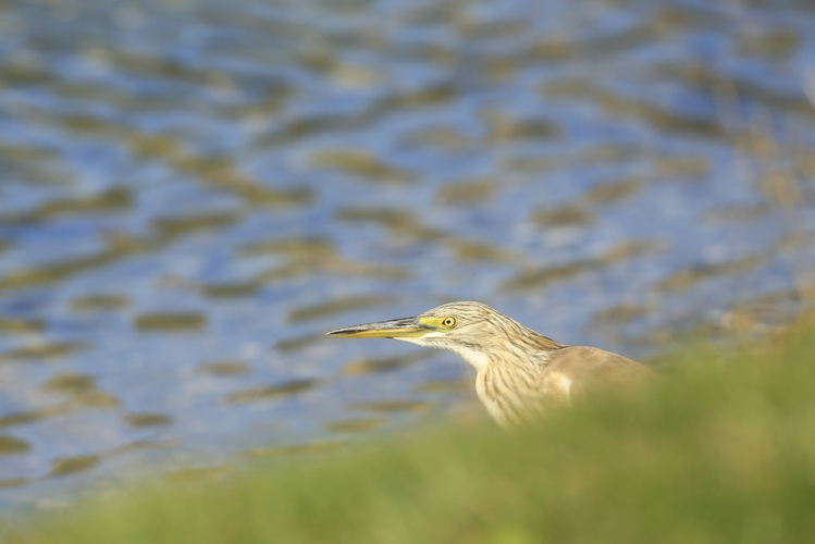 Ardeola ralloides &copy; Marc Corail