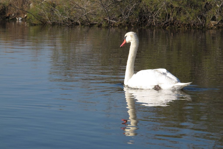 Cygnus olor &copy; Marc Corail