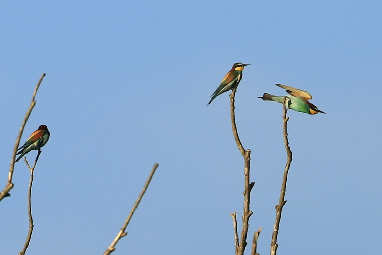 Merops apiaster &copy; Marc Corail