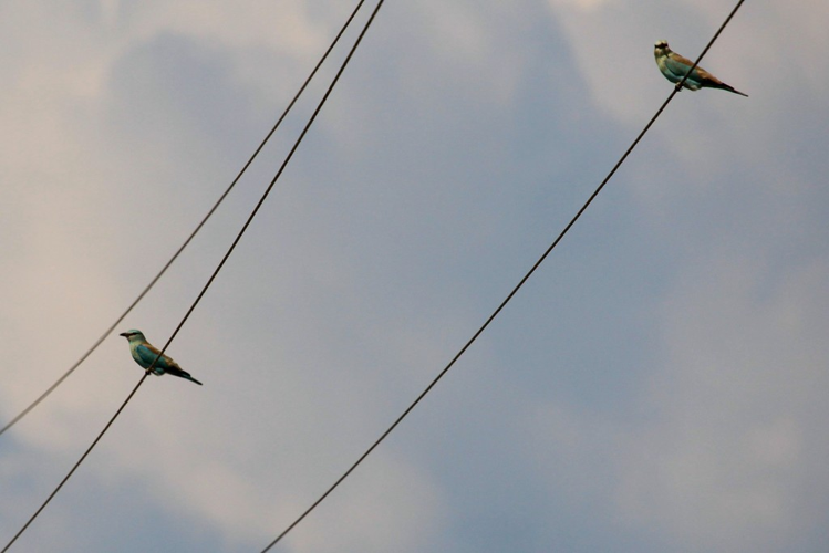 Coracias garrulus &copy; Marc Corail