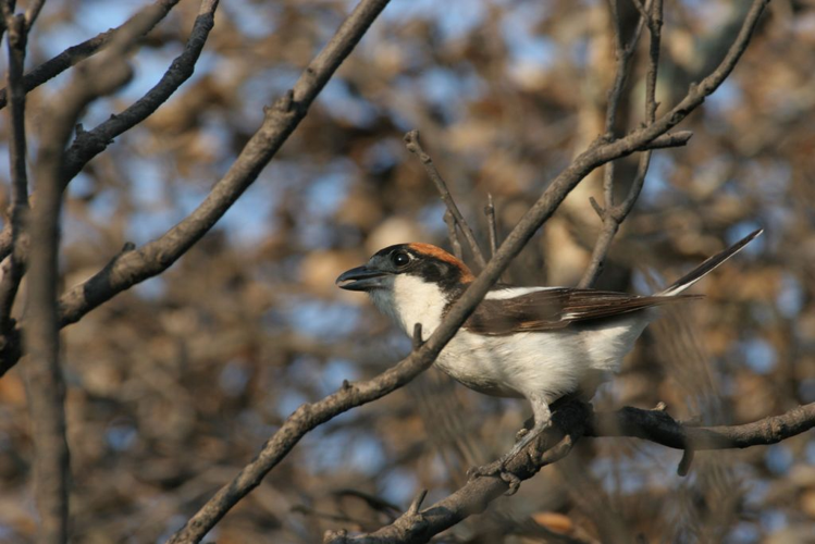 Lanius senator &copy; Marc Corail