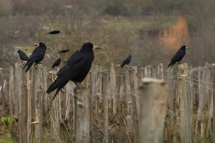 Corvus frugilegus &copy; Marc Corail