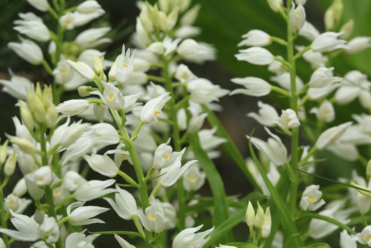 Cephalanthera damasonium &copy; Marc Corail