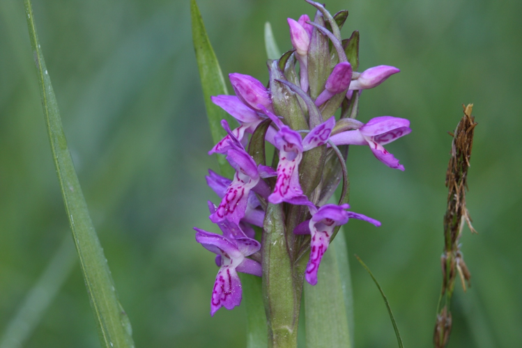Dactylorhiza incarnata &copy; Marc Corail