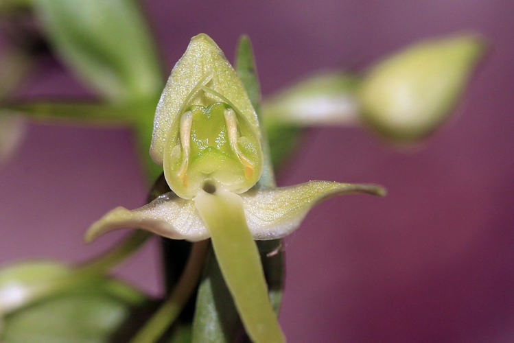 Platanthera chlorantha &copy; Marc Corail