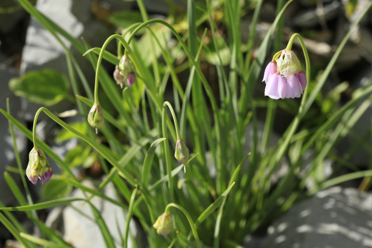 Allium narcissiflorum &copy; Marc Corail