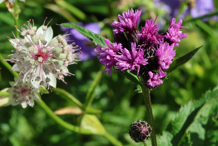 Serratula tinctoria &copy; Marc Corail
