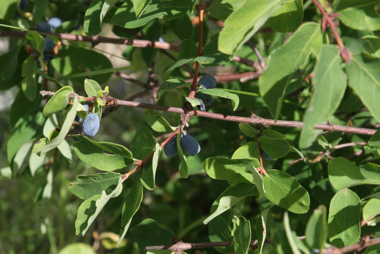 Lonicera caerulea &copy; Marc Corail