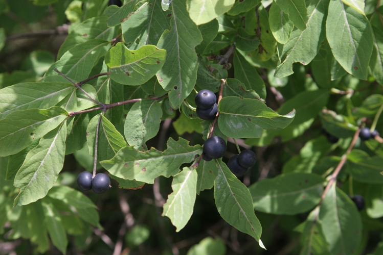 Lonicera nigra &copy; Marc Corail