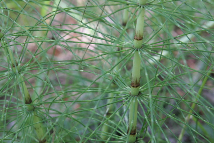 Equisetum telmateia &copy; Marc Corail