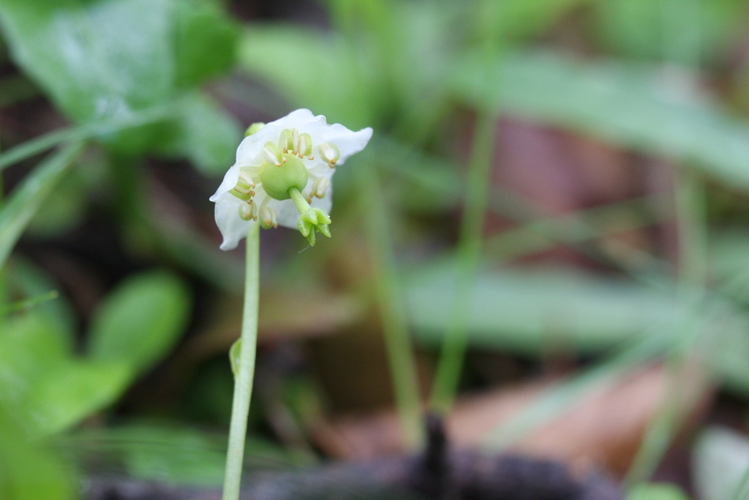Moneses uniflora &copy; Marc Corail